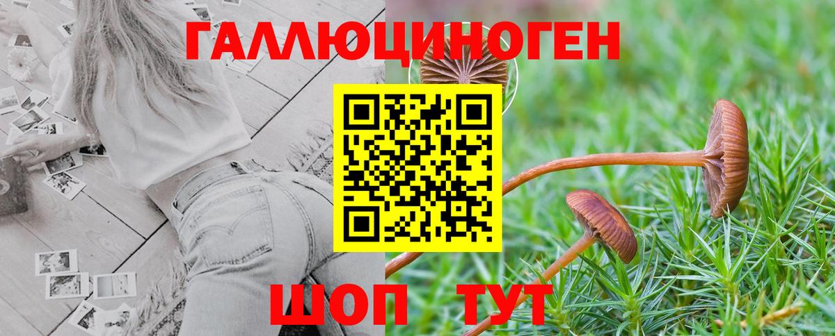 Заволжье  Псилоцибиновые грибы прущие грибы  Вход с VPN  Псилоцибиновые грибы Psilocybe 
